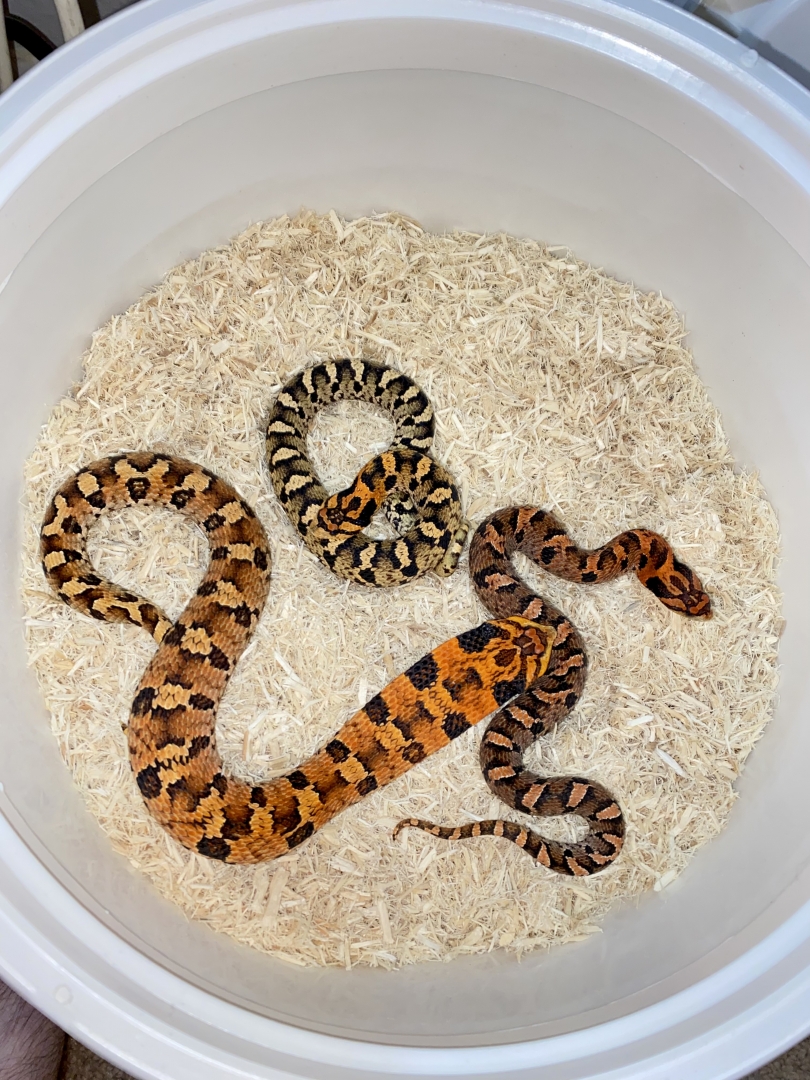 Sibling Eastern Hognose