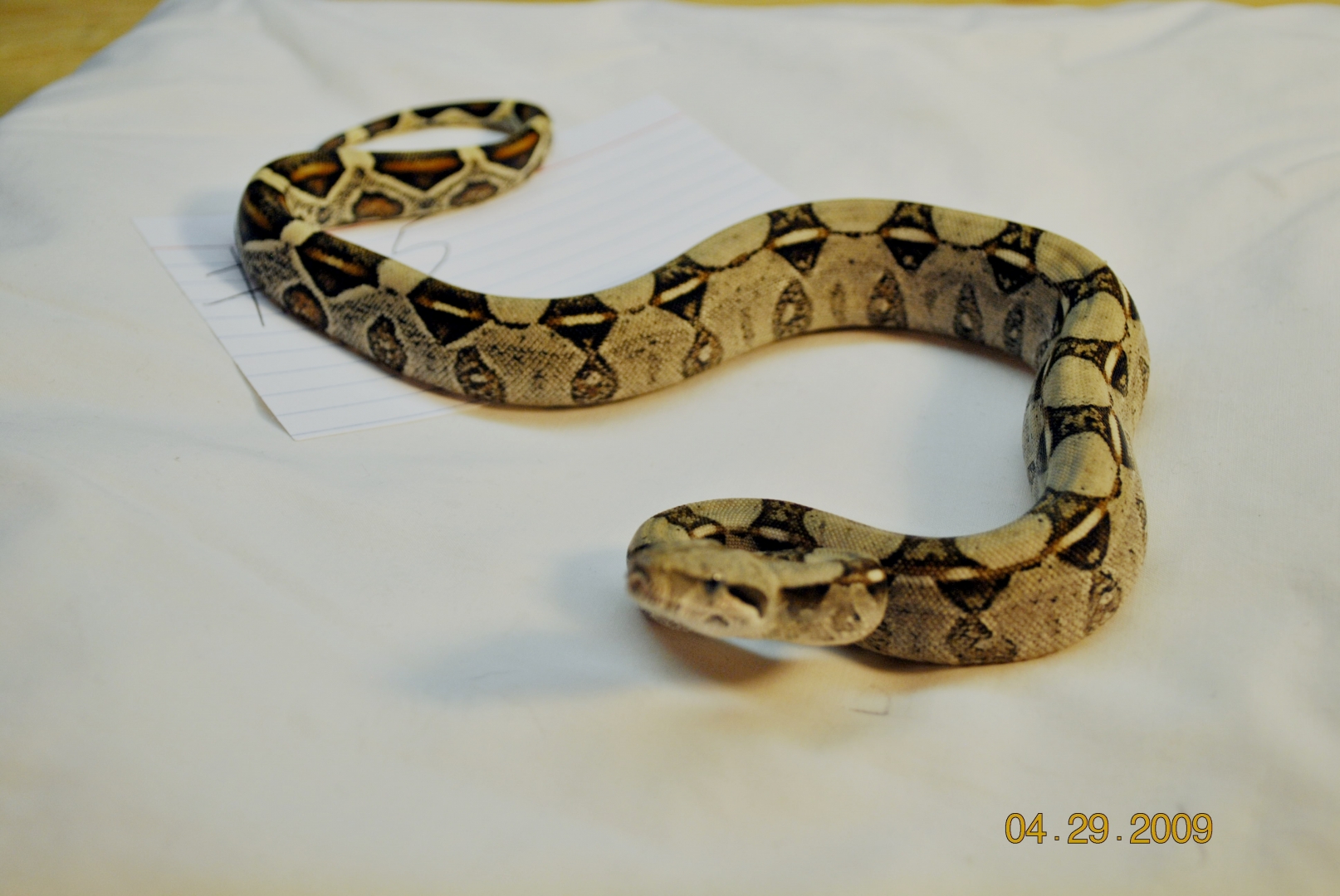 SOLD Female Normal $100