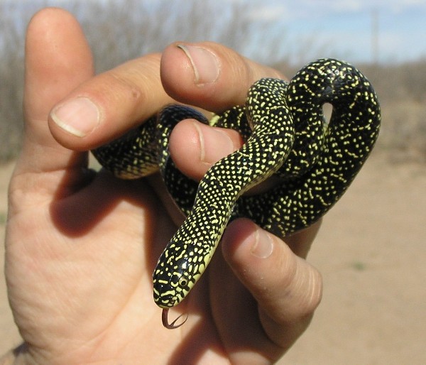 Speckled king