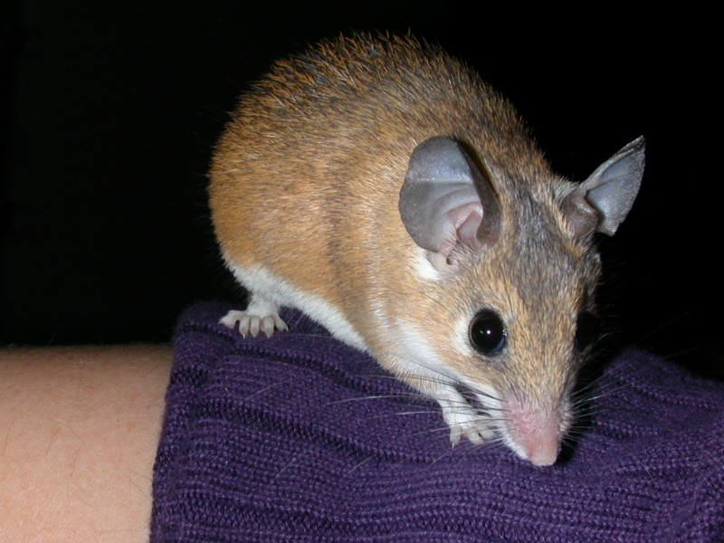 Spiny