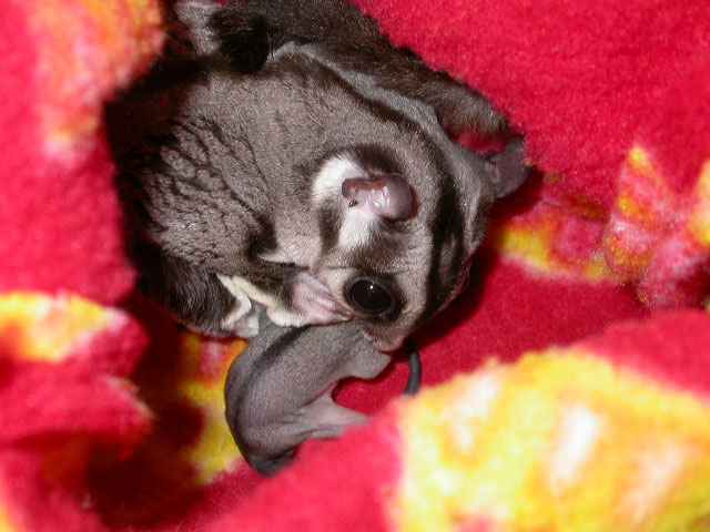 Stinky and his babies