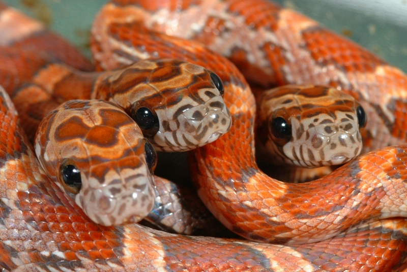 Sunkissed Corn Snakes