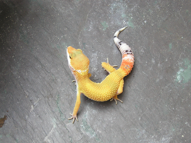 Super Hypo Tangerine Carrot Tail Baldy Male