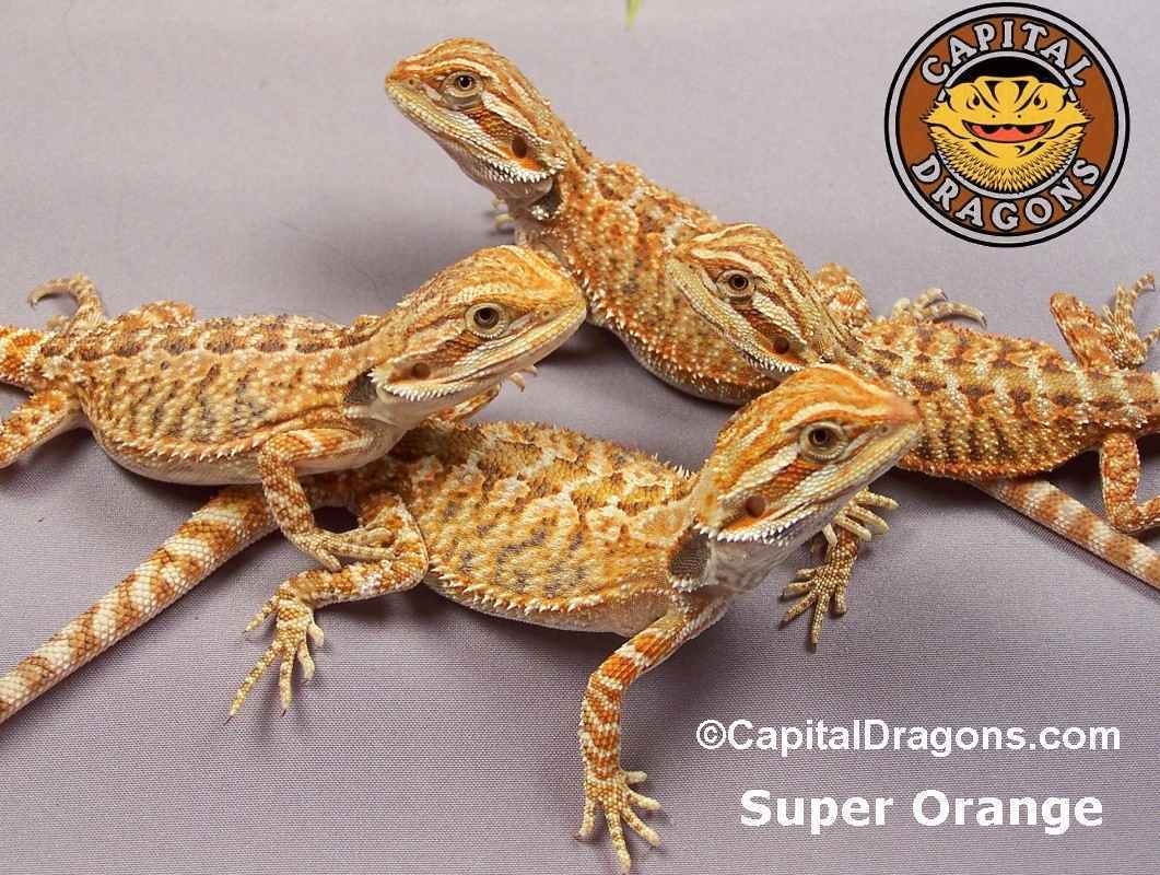 Super Orange - Sample Pic