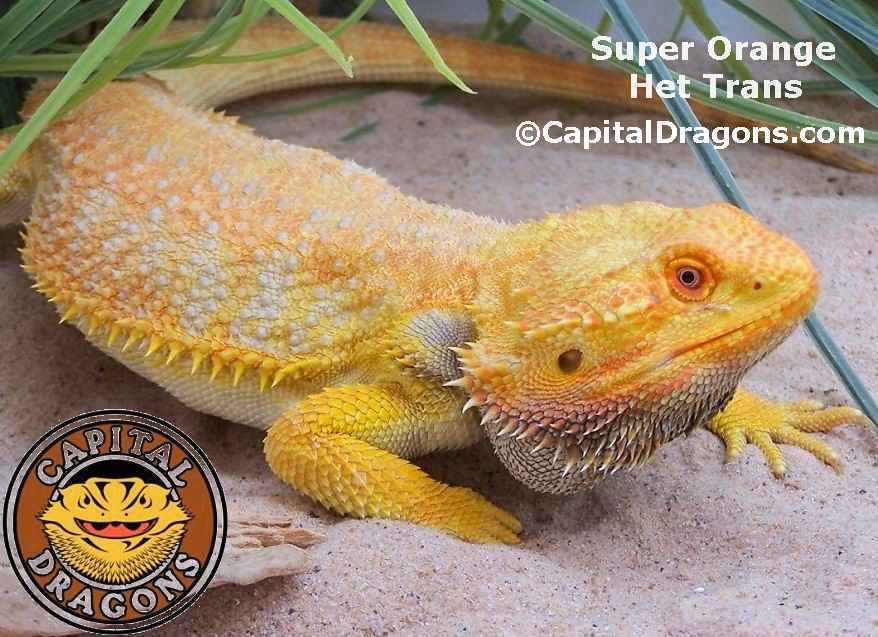 Super Orange - sample picture.