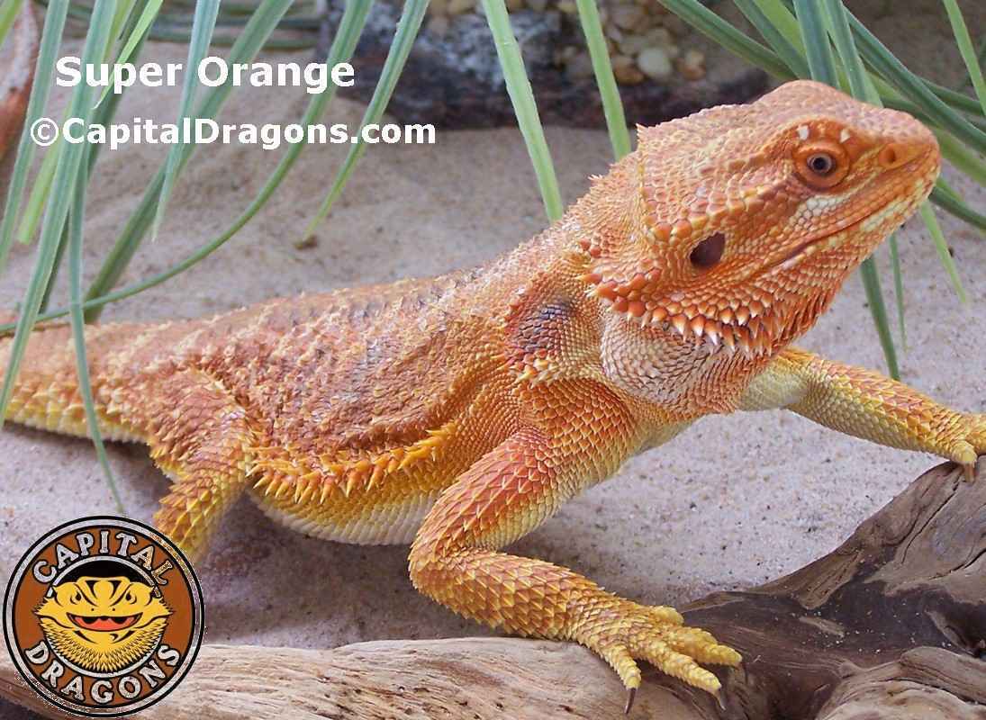 Super Orange - sample picture.