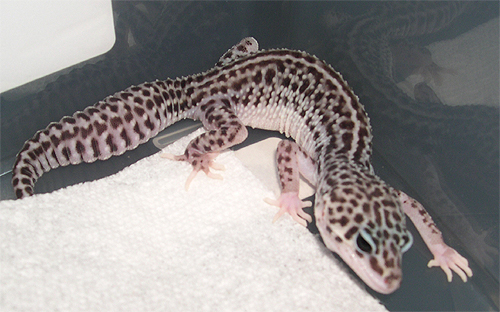 Super Snow female