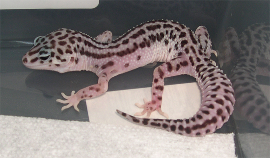 Super Snow female