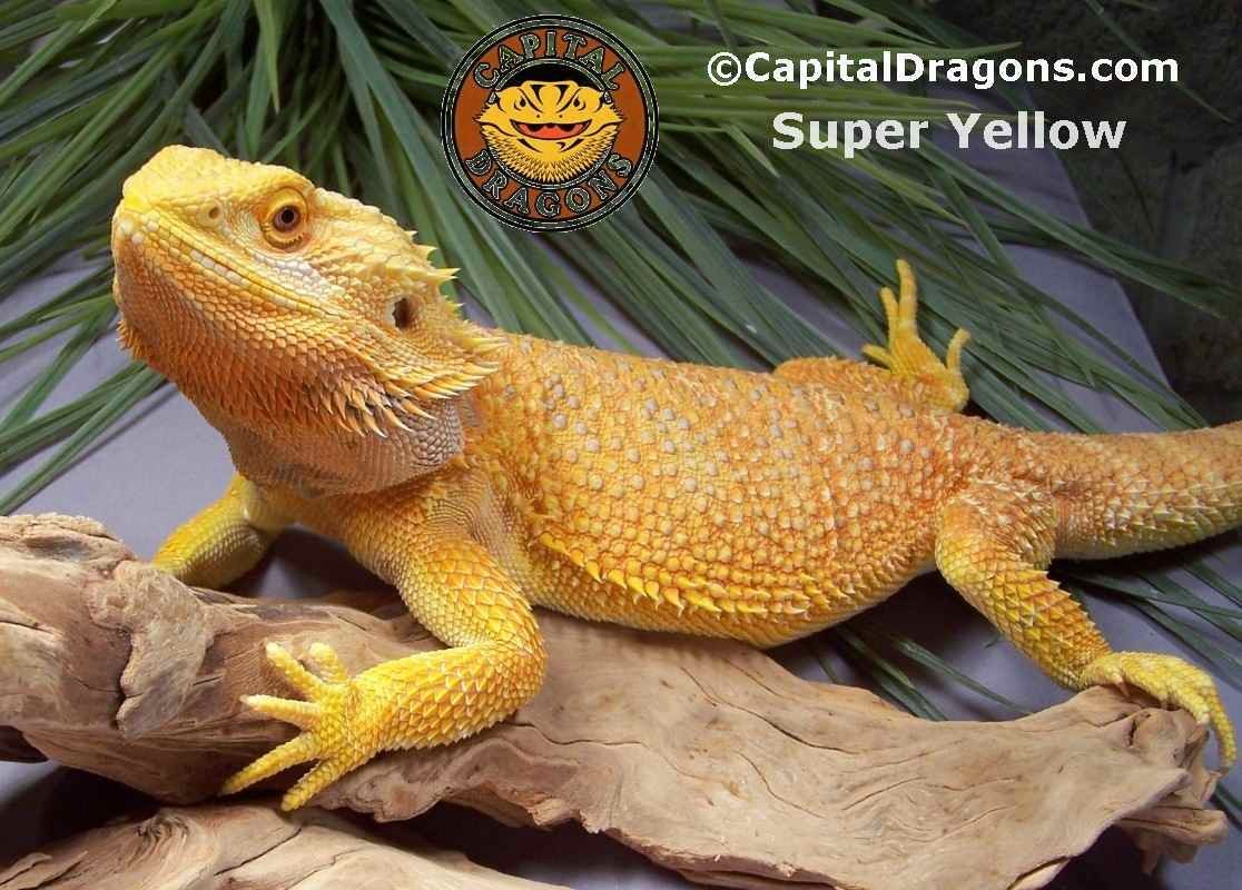 Super Yellow - sample picture.
