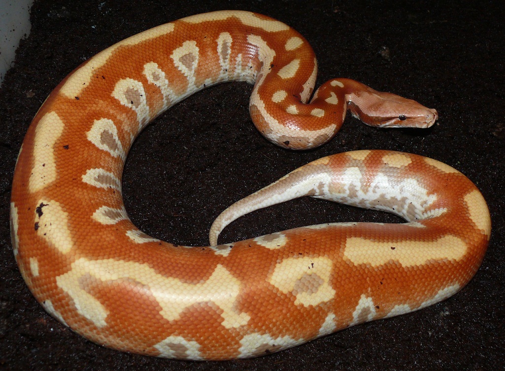 T+ albino cherry bomb bloodpython