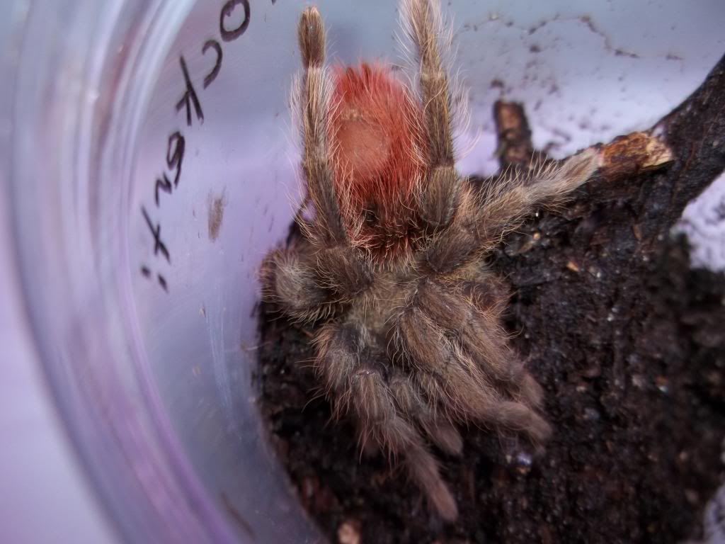 T. ockerti Juvenile