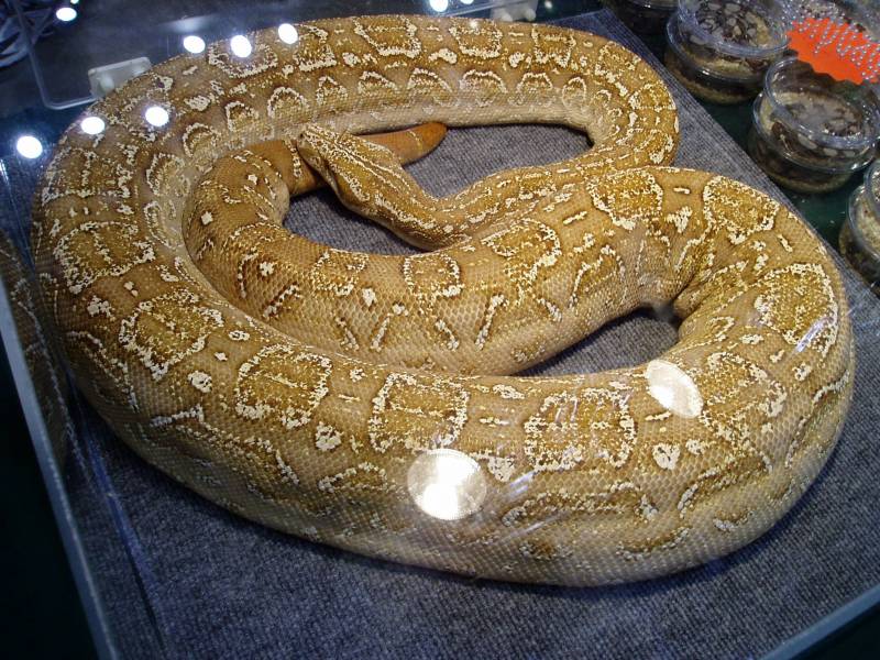 T-Positive  Albino Argentine Boa Pic3