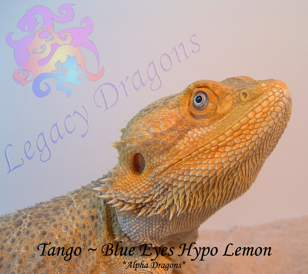 Tango
