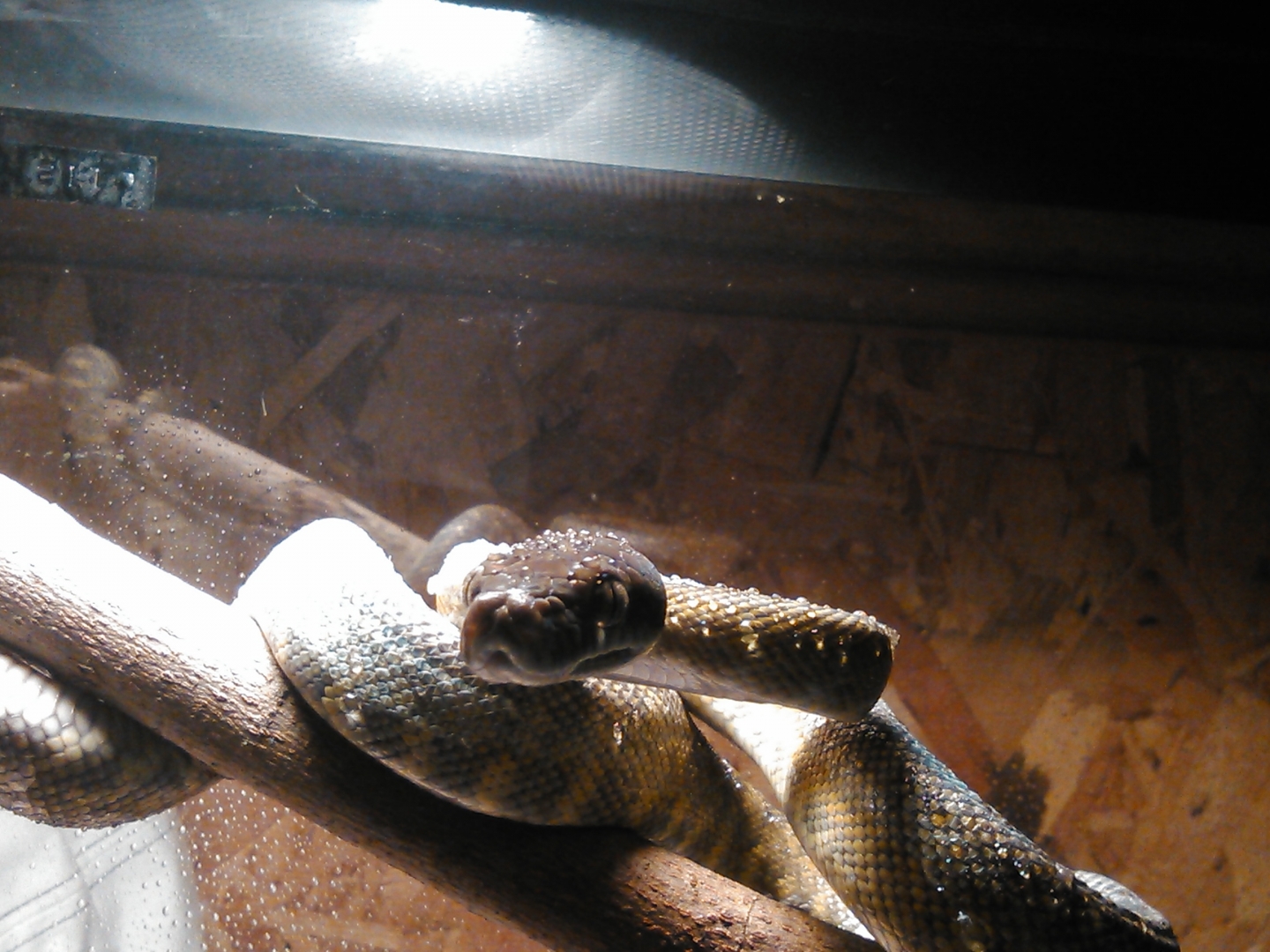 tanimbar scrub python