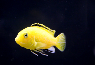 this one of african chiclids i'v breeded
