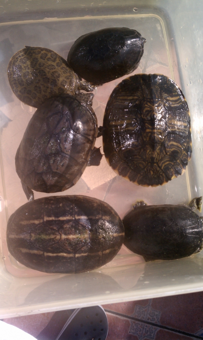 Three Striped Mud / Loggerhead