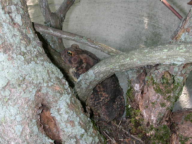 Toad