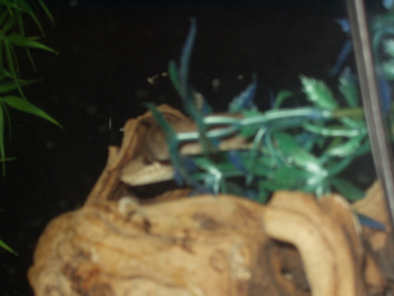 Tree Boa 3