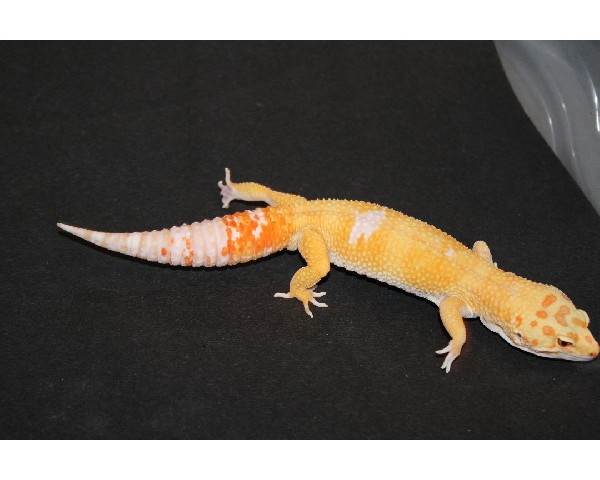 tremper sunglow het aptor male