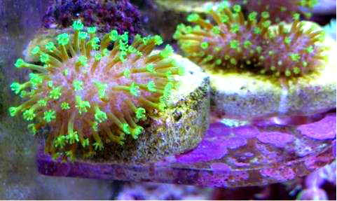 Tyree Green Toadstool Leather Coral