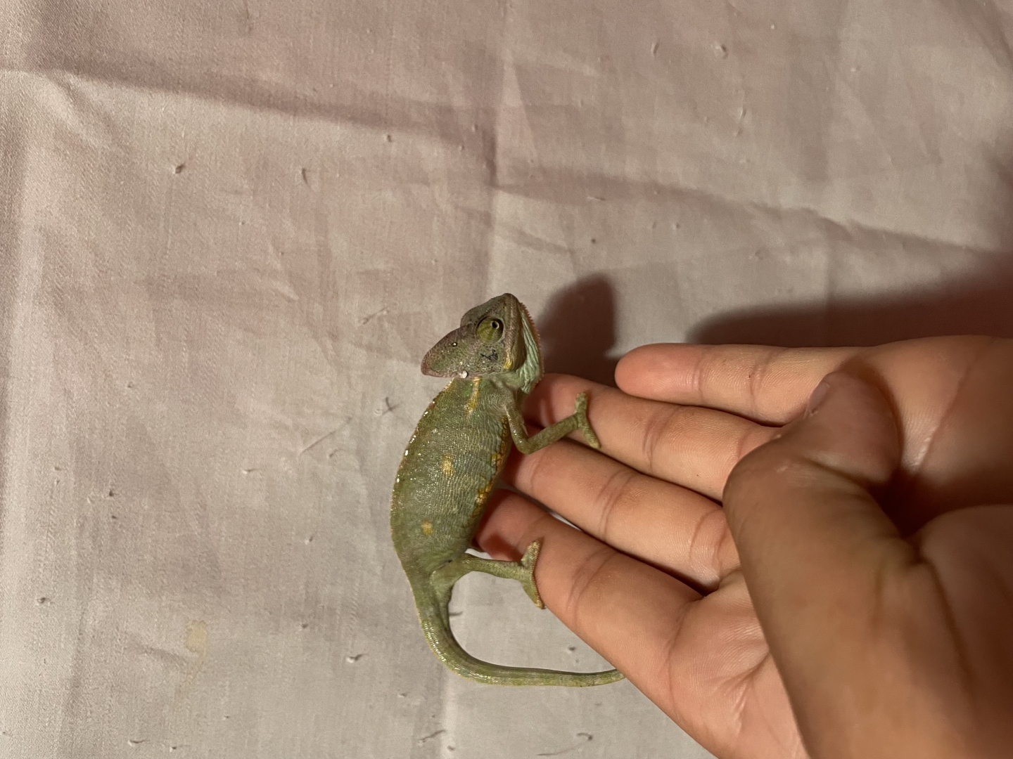 veiled chameleons (various sizes