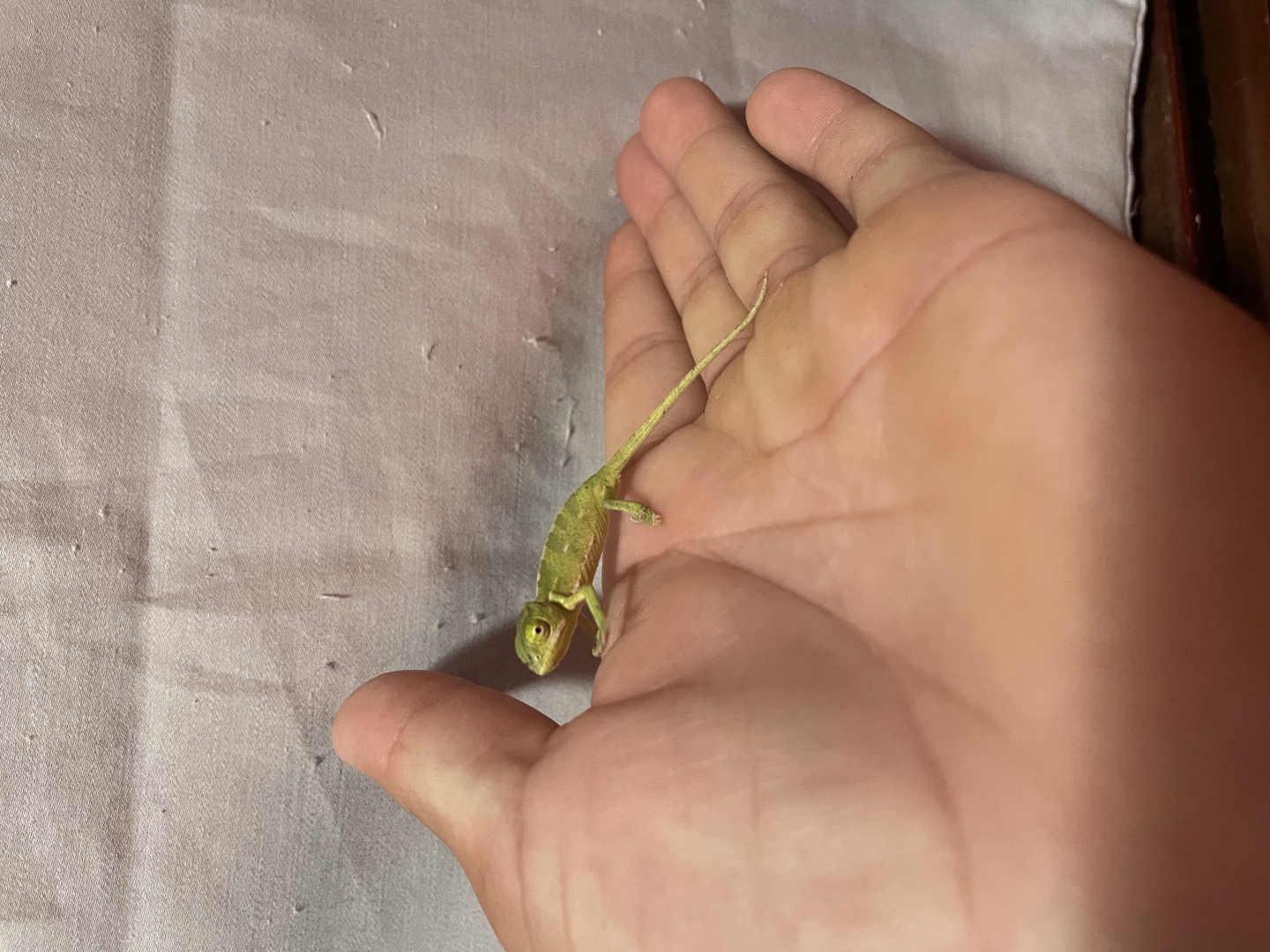 veiled chameleons (various sizes