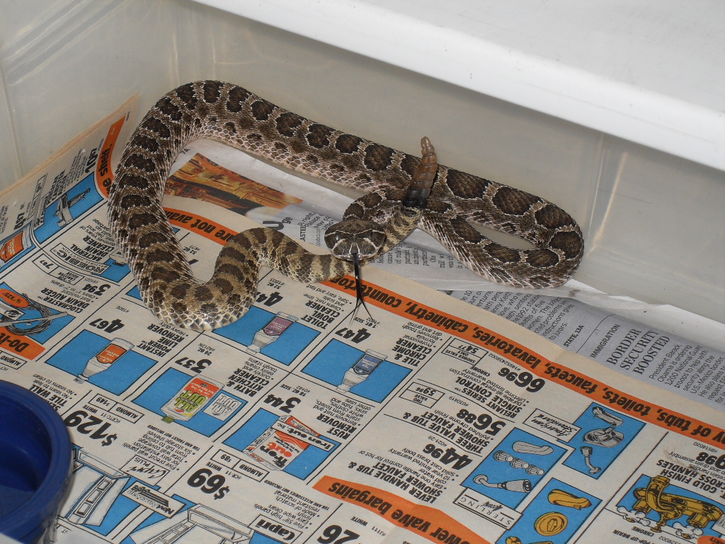 Venomous Snakes of Oklahoma