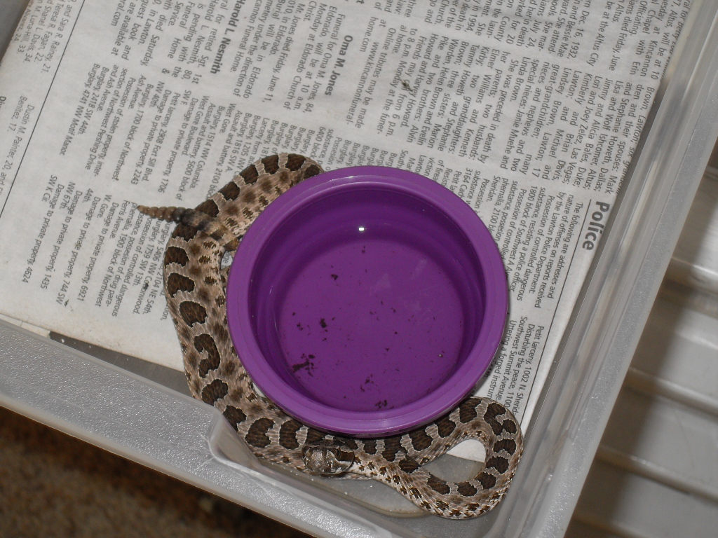 Venomous Snakes of Oklahoma