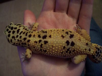 Very Gravid Trixie