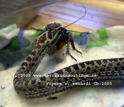Vipera r. renardi