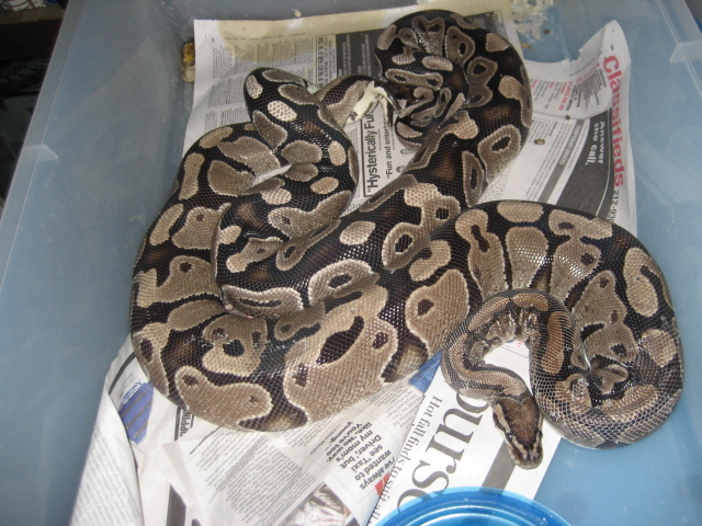 vpi axanthic x wc axanthic