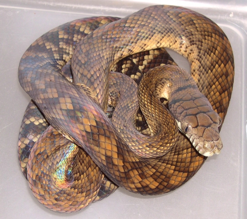 Wamena Scrub Python