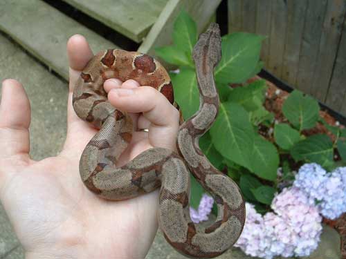 Warhol - 06 pos super hypo - 1.5 months old
