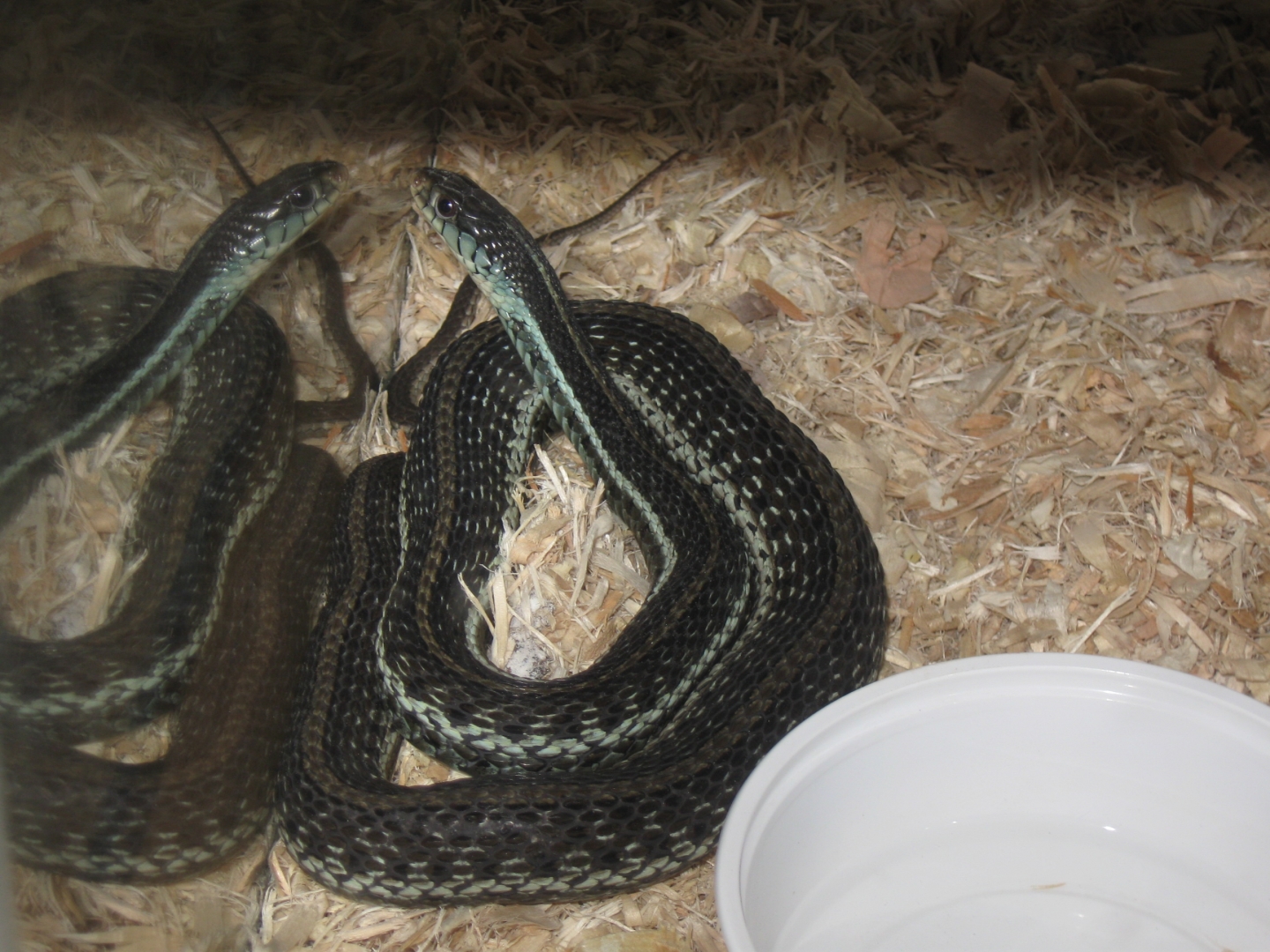 WC SIMILIS