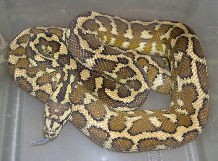 West Papuan Carpet Python