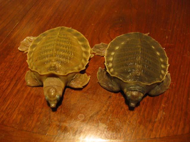 White Fly River Turtle! #3