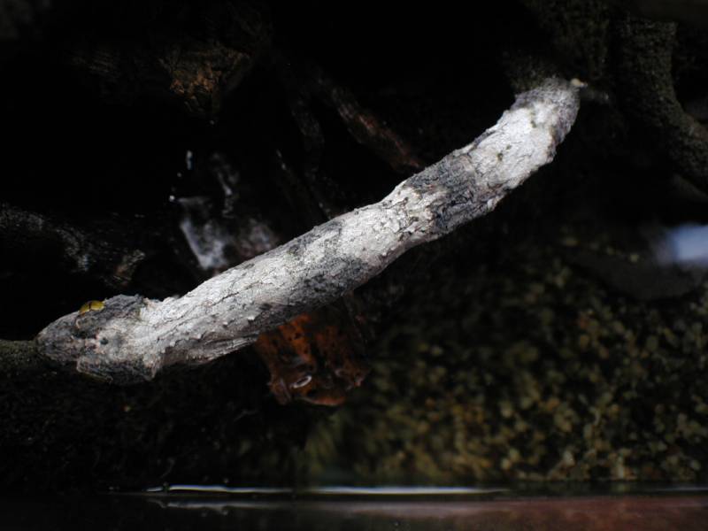 White Patched Mossy
