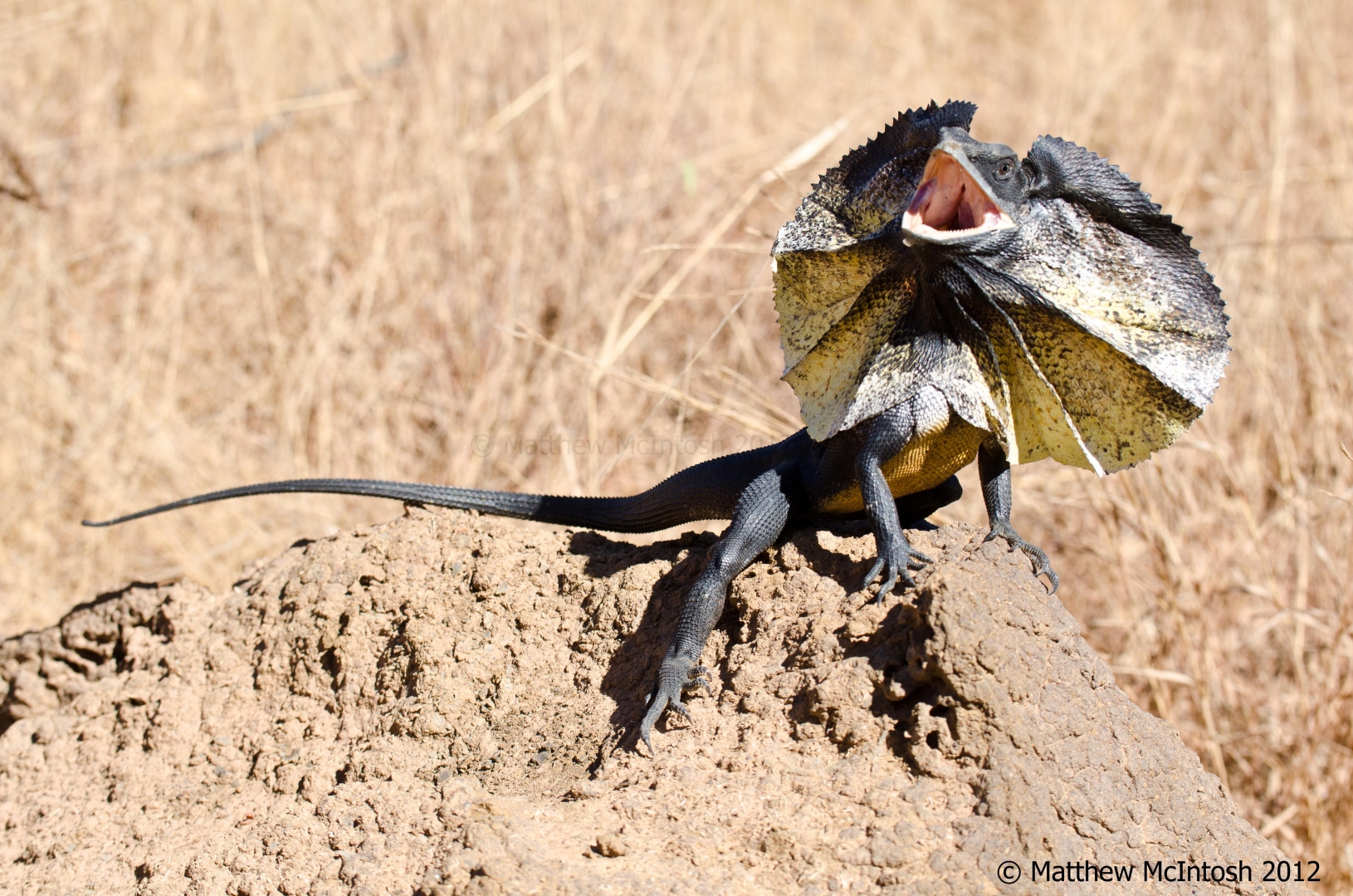 wild Chlamydosaurus kingii