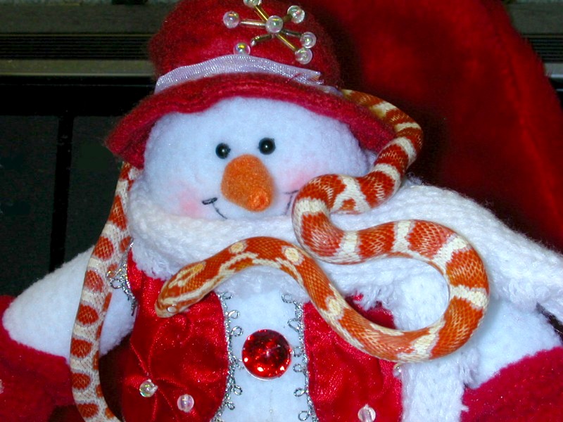 XmasCorns26