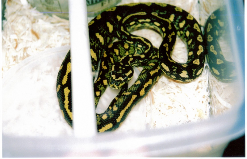 Yearling carpet python