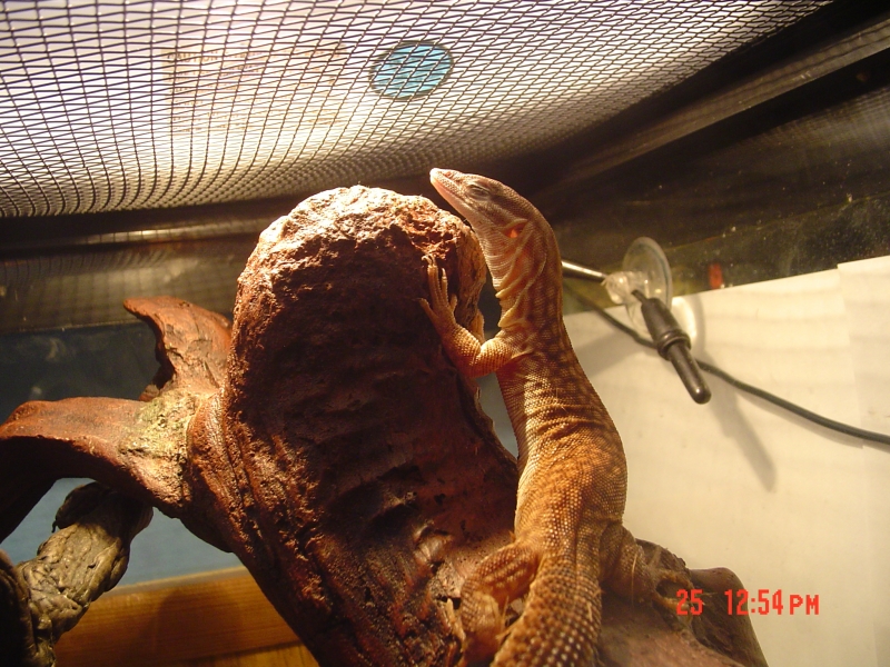 Yellow Ackie