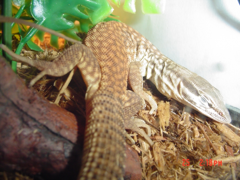 Yellow Ackie
