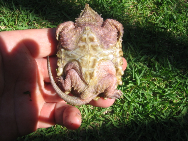 yellow shell with pinkskin