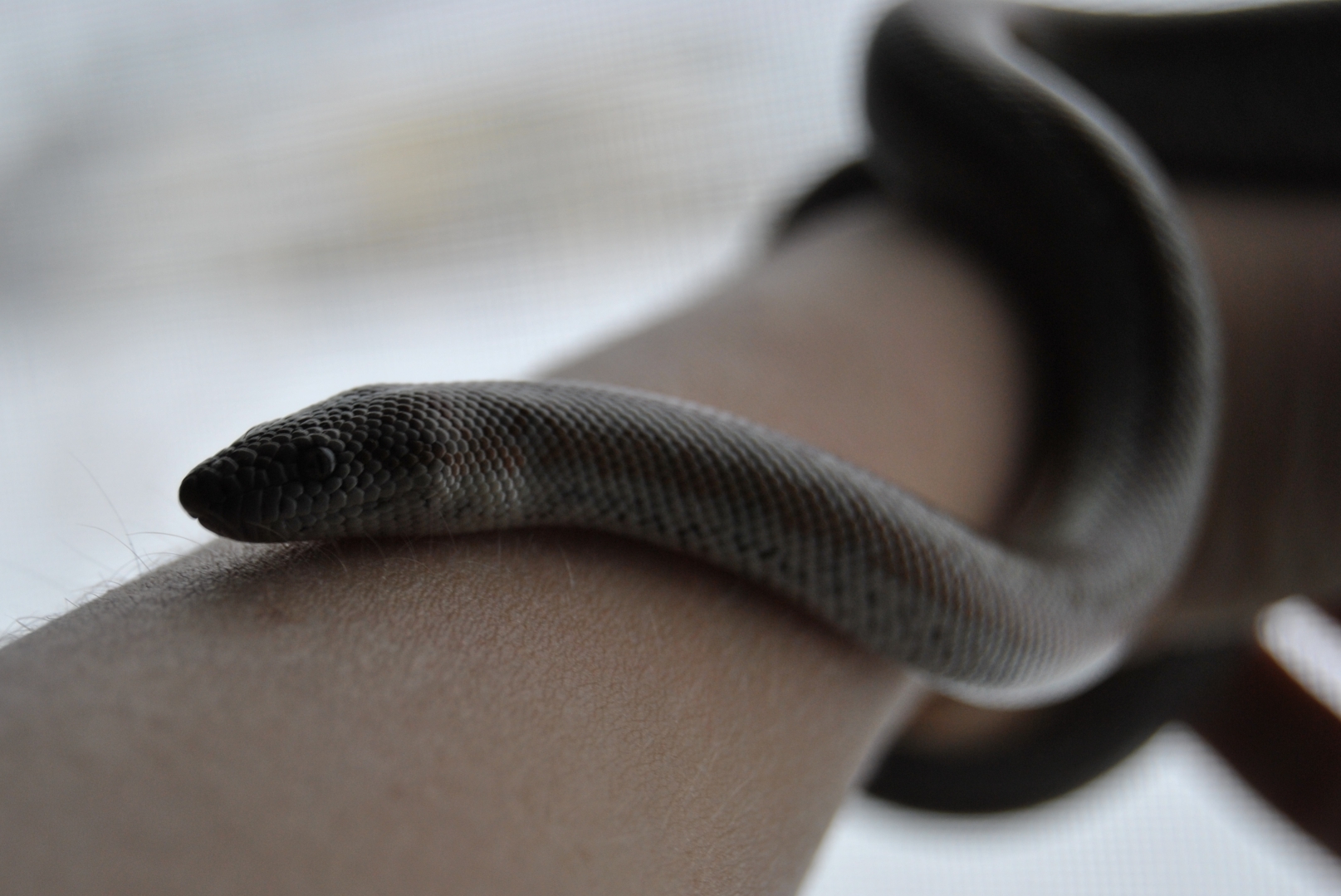 Ziggy the Rosy Boa